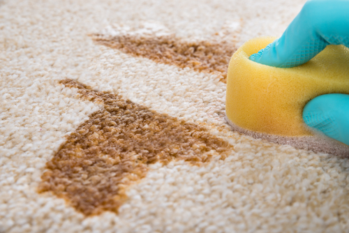 How to remove gravy from your carpet