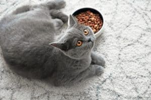 A cute cat on a fluffy carpet