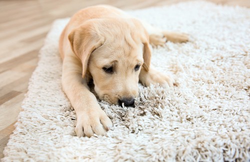 Cleaning carpet with pets in home