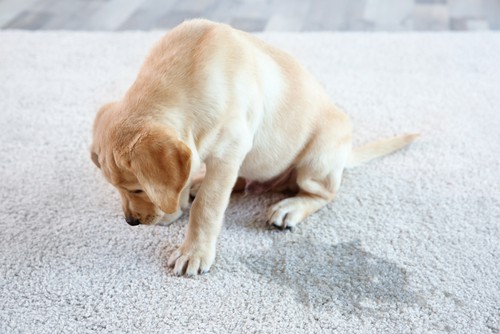 Nước tiểu chó trên thảm
