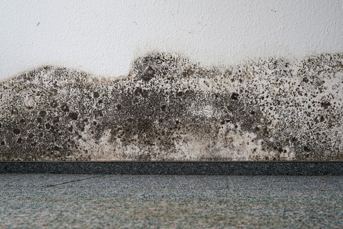 How Fast Does Mold Grow In Wet Carpet