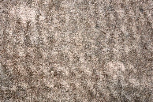 How Fast Does Mold Grow In Wet Carpet?