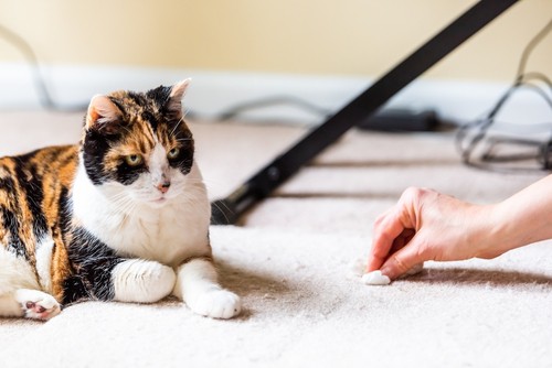 How to remove pet vomit from carpet
