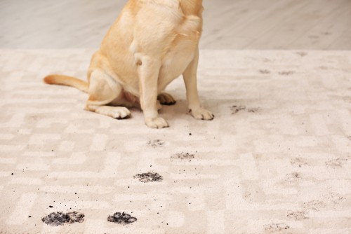 Can I Clean Carpet Stains Off Completely? 