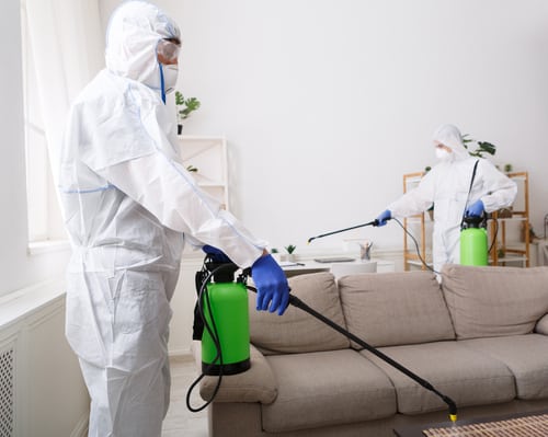 Do I Need Professional Pest Control Services to Eliminate Them? Do I Need Professional Pest Control Services to Eliminate Them?
