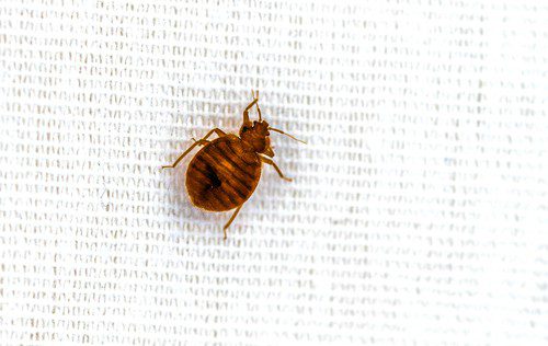Found Bed Bugs On Your Mattress? Found Bed Bugs On Your Mattress?