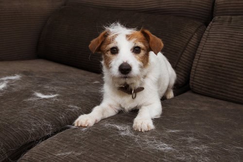 Keep Pets Off the Sofa