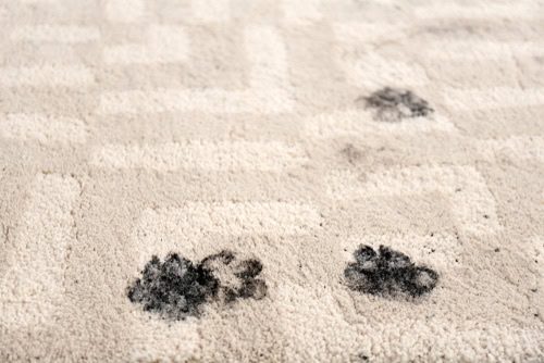 Carpet stained with pet prints