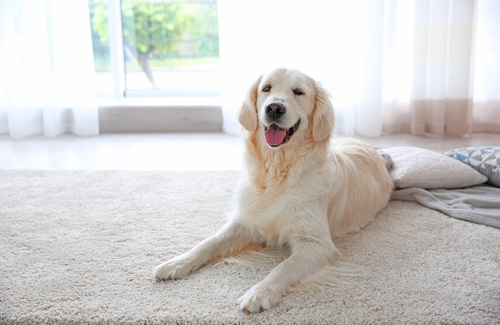 Addressing Pet Urine and Fecal Stains
