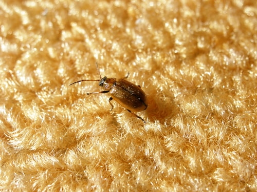 Carpet Cleaning and Pest Control Preventing Infestations