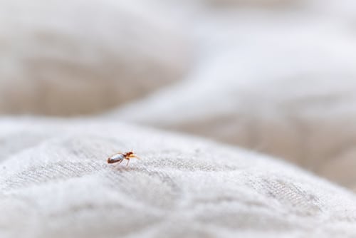 Can Sofa Cleaning Keep Pests Away