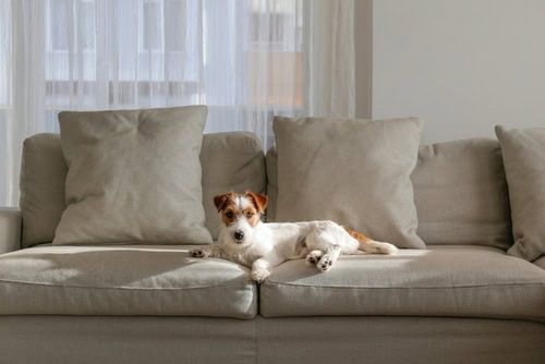 Guide to Upholstery Cleaning Restoring Dirty Sofas