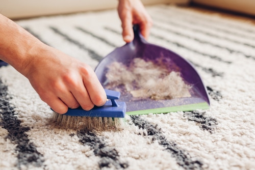 Removing Pet Hair from Carpets Best Practices