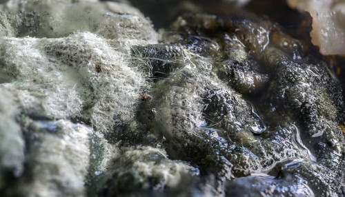 Preventing Mold and Mildew in Carpets